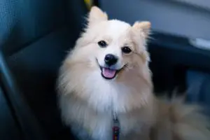 Hundegerüche von Autositz entfernen