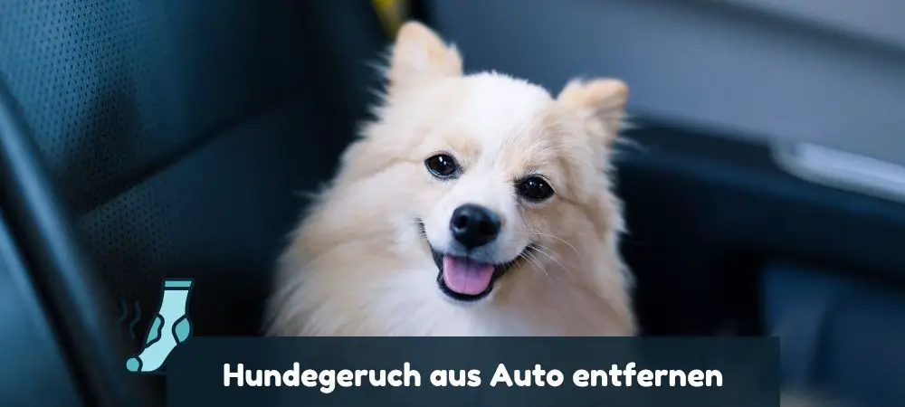 Hundegeruch aus Auto entfernen Anleitung und Tipps