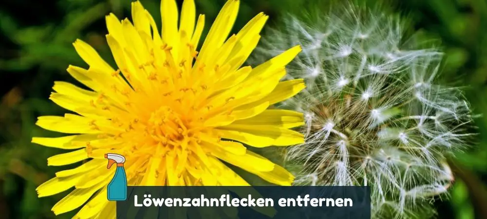 Löwenzahnflecken entfernen mit Hausmitteln